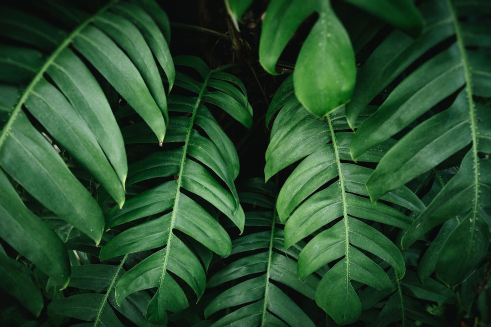 cheese plant