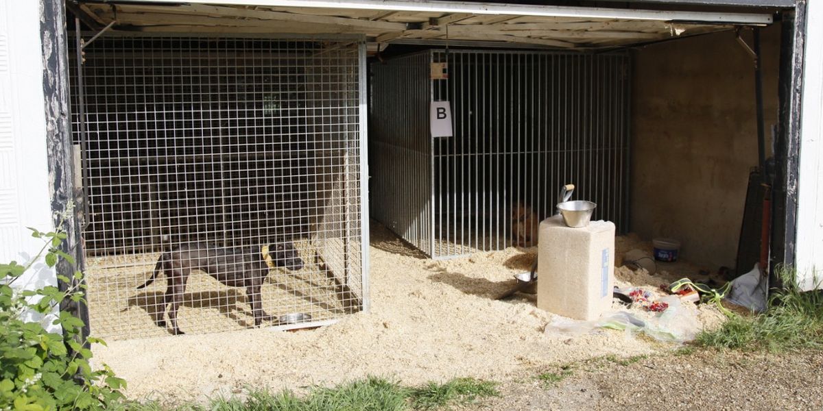 NextImg:Members of international dog-fighting ring including kingpin named 'Dr Death' jailed