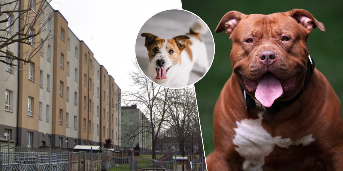 NextImg:XL Bully dog mauls Jack Russell to death - with pensioner owner left to carry beloved pet home