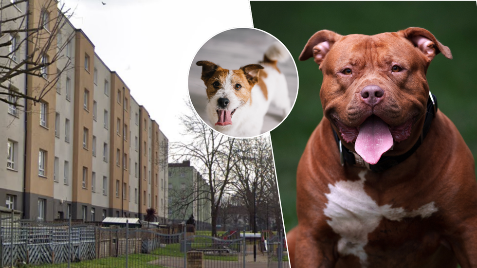 Cherry Orchard Estate/Jack Russell (stock)/XL Bully (stock)