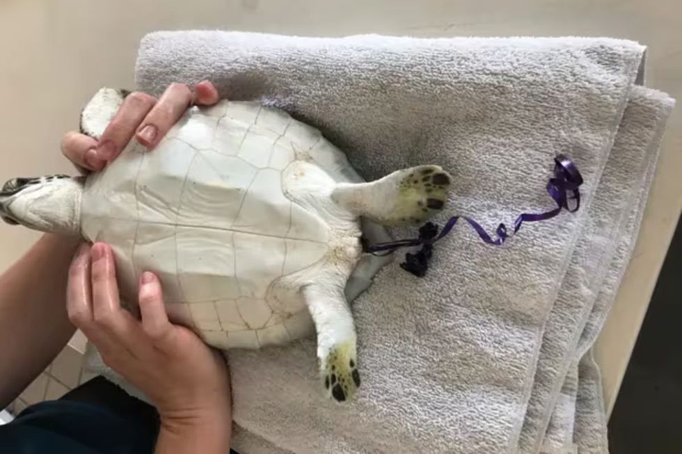 Chex, a wild juvenile green sea turtle, was found floating helplessly near Redington Pier in March 2017