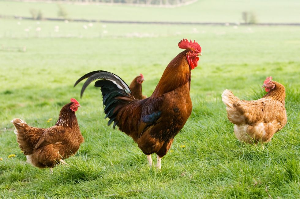 Chickens/Cockerel