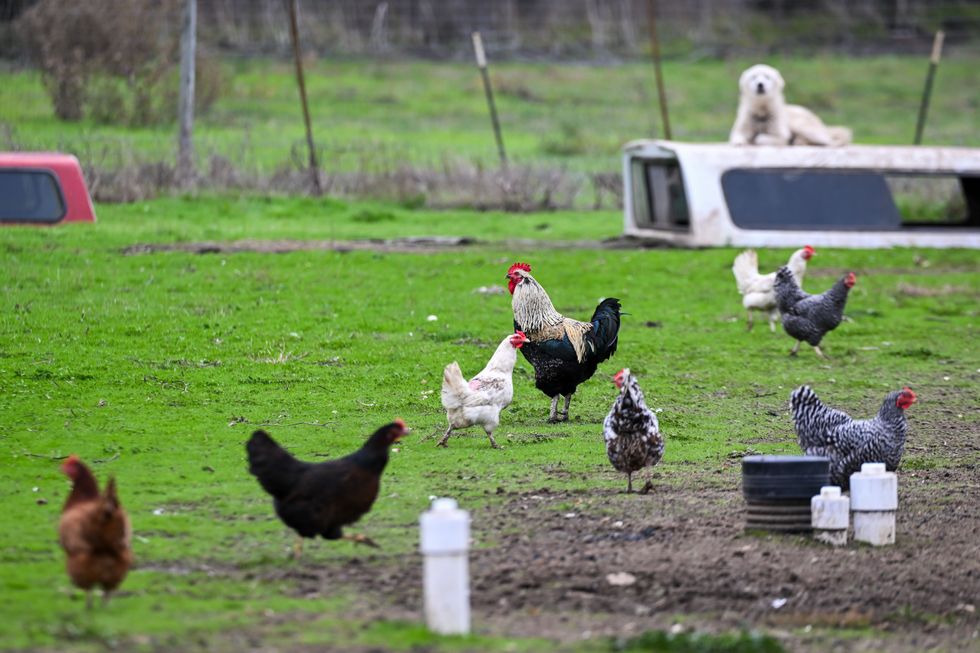 Chickens (Stock)