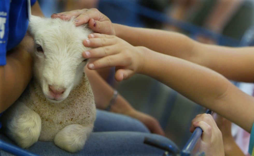 Children petting a lamb (stock)