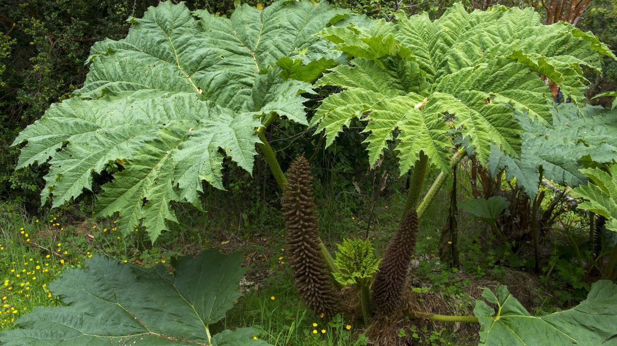 Chilean rhubarb in the forest in Aiken del Sur Private Park near Puerto Chacabuco
