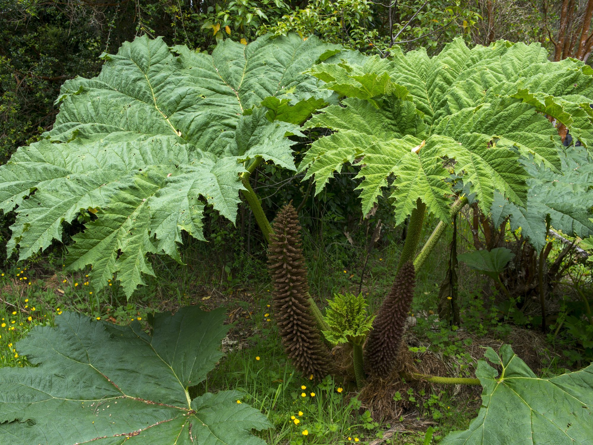 Chilean rhubarb in the forest in Aiken del Sur Private Park near Puerto Chacabuco