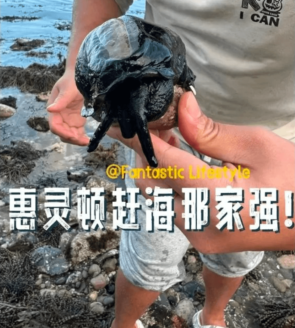 Chinese man removing sea creature in New Zealand