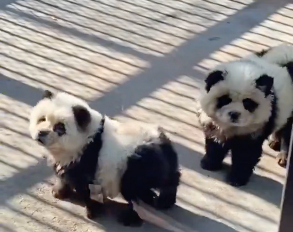 Chinese zoo panda dogs