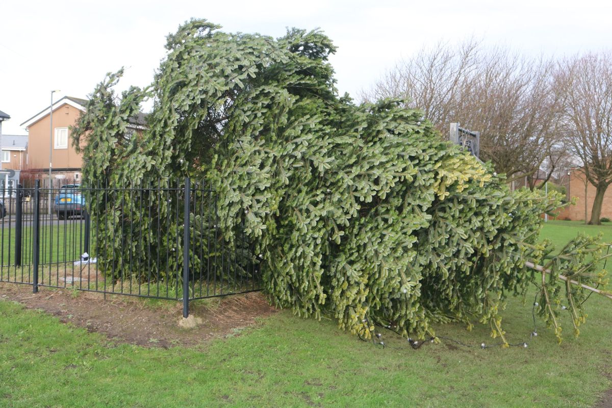 Chopped down Christmas tree