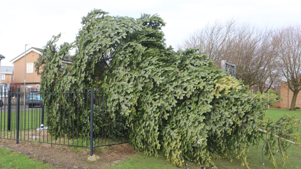 Chopped down Christmas tree