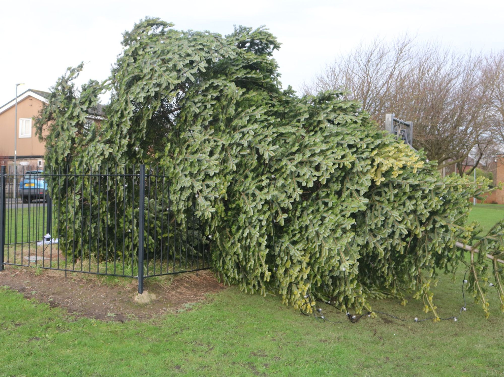 Chopped down Christmas tree