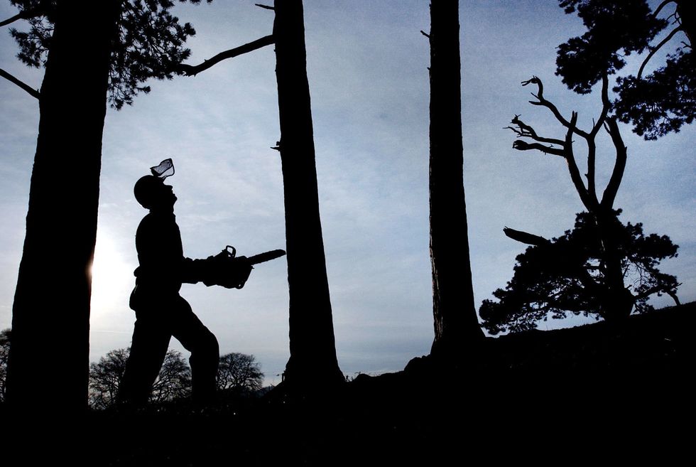chopping down trees
