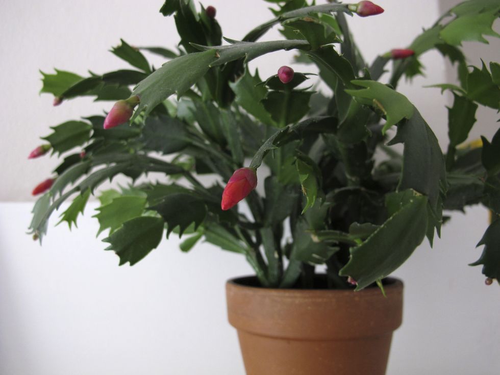 Christmas cactus schlumbergera
