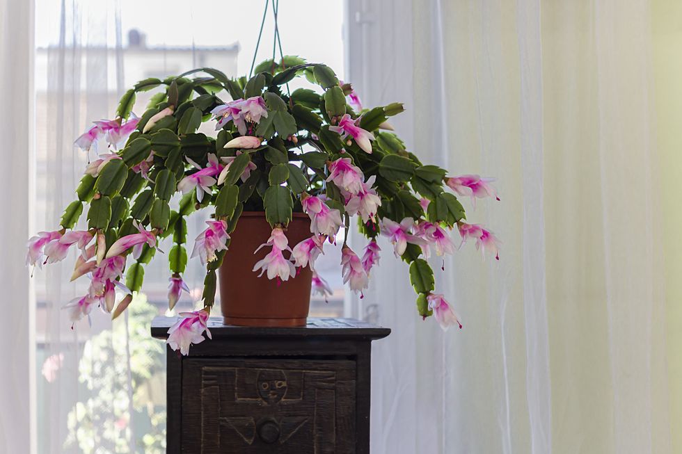 Christmas cactus schlumbergera