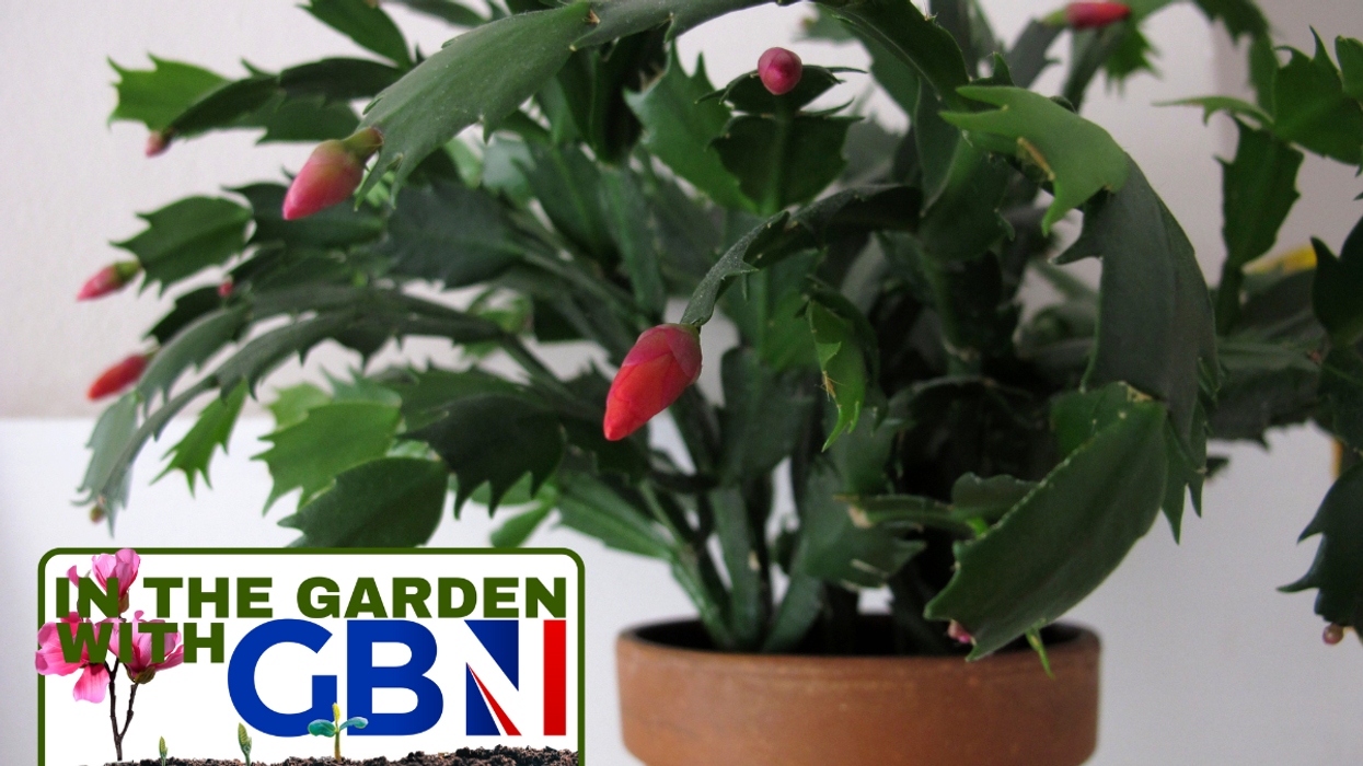Christmas cactus