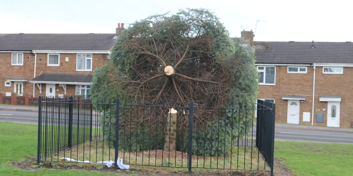 Villagers band together to restore Christmas tree felled just hours after lights were switched on Villagers band together to restore Christmas tree felled just hours after lights were switched on