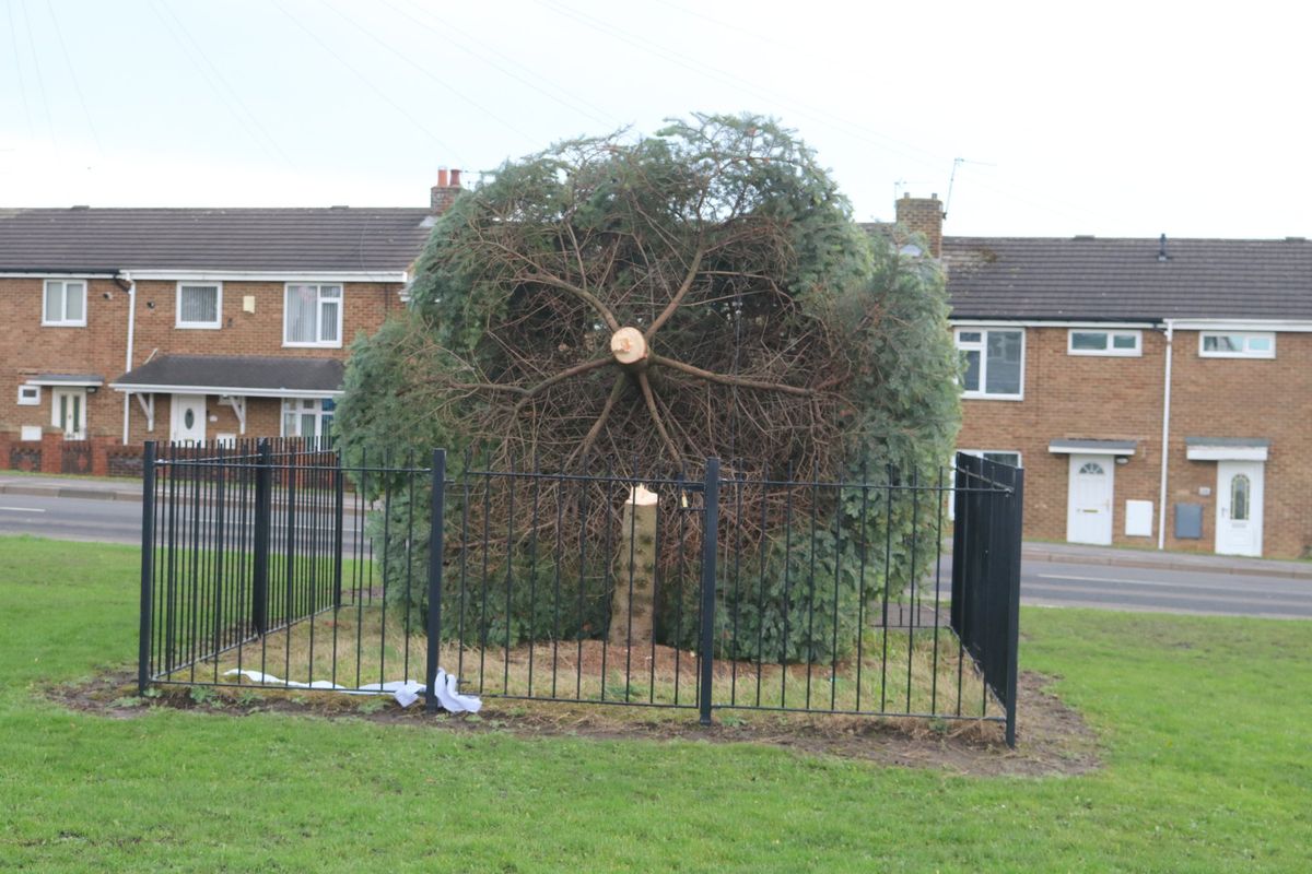 Christmas tree chopped down