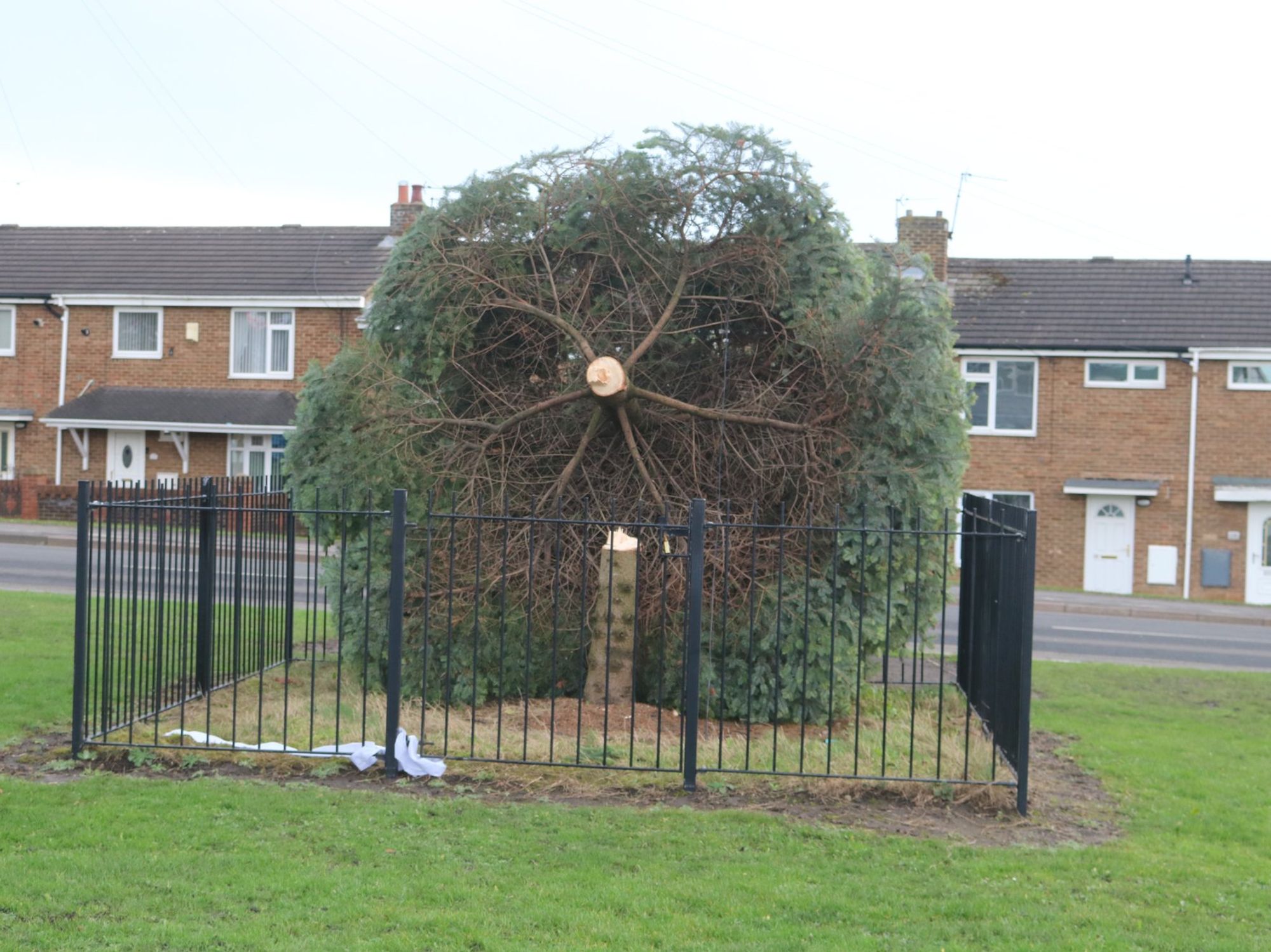 Christmas tree chopped down