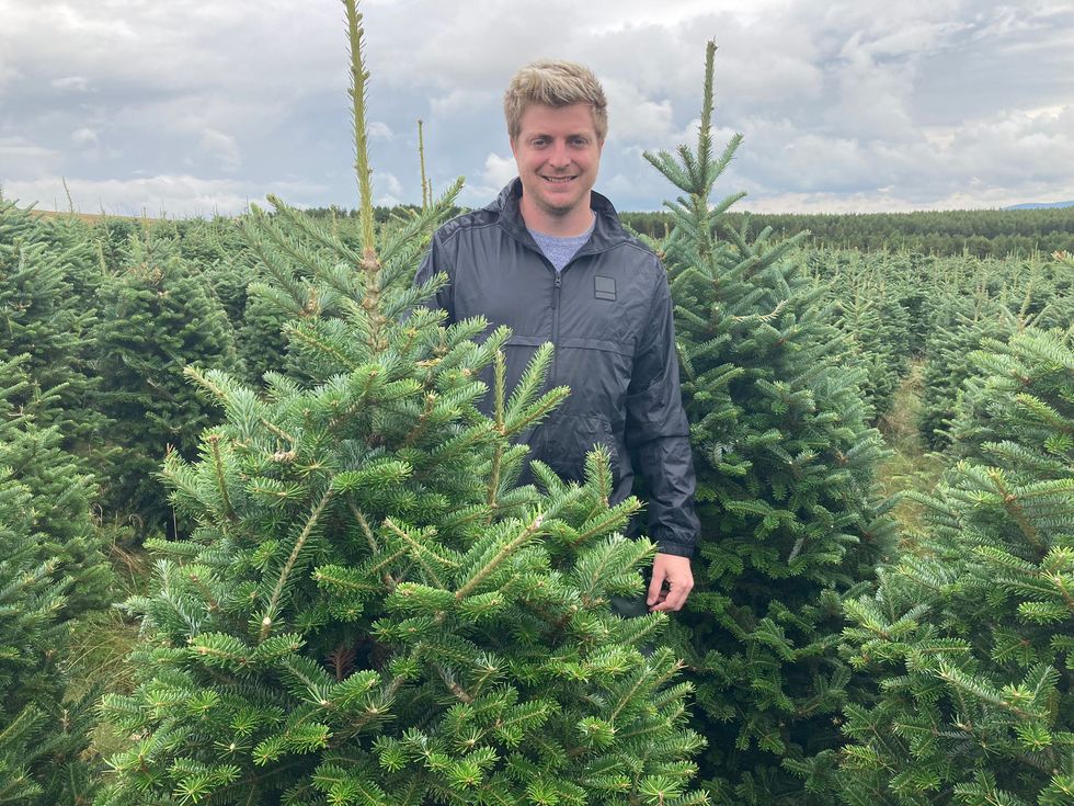 Retailers warn of potential Christmas tree shortage