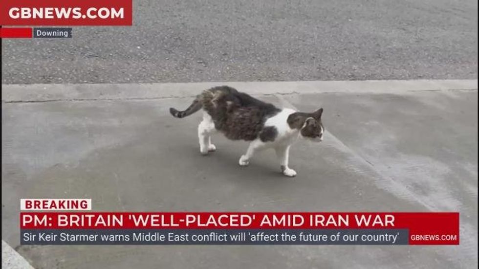 WATCH: Larry the Cat spotted hunting a mouse by Christopher Hope