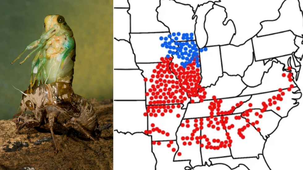 Cicada emerging/cicada map