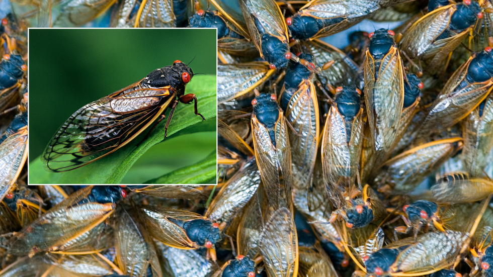 Cicadas