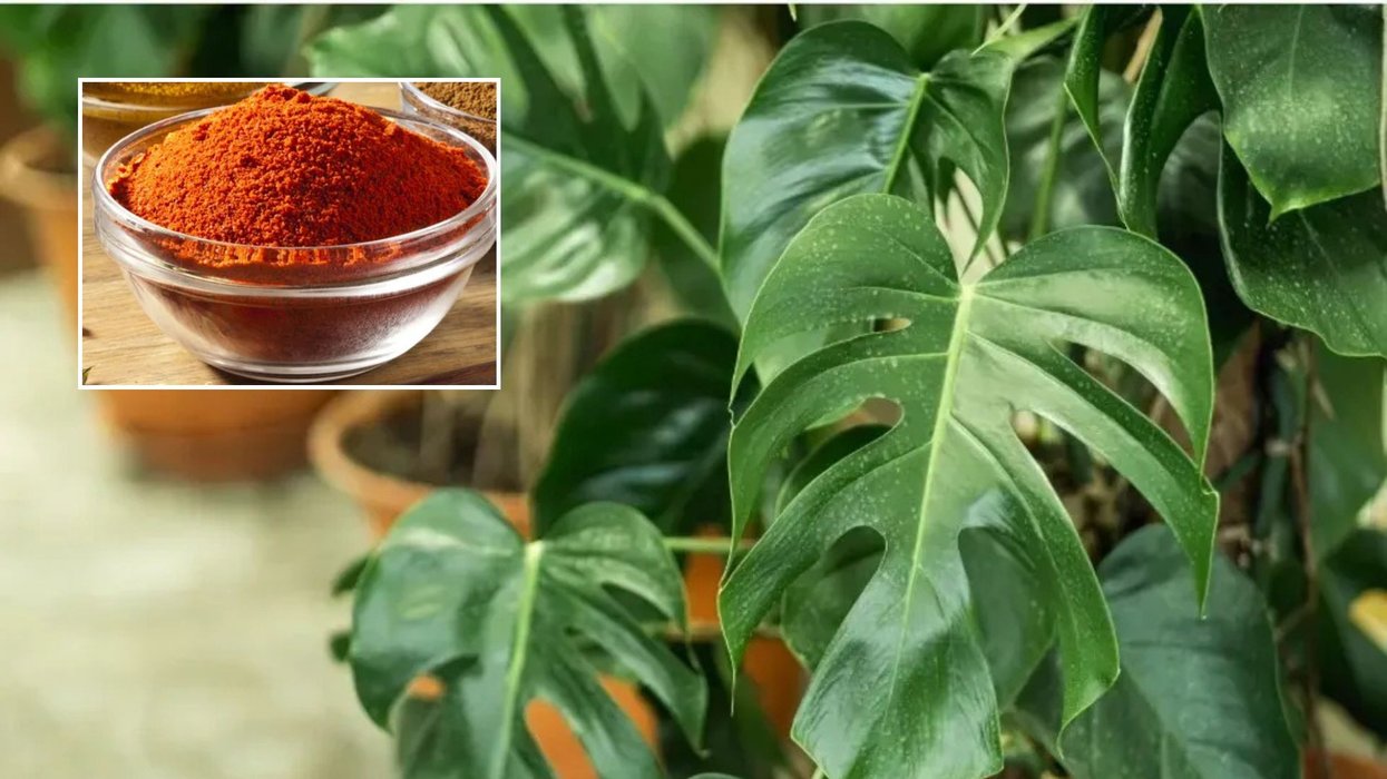 Cinnamon in a bowl/Houseplants