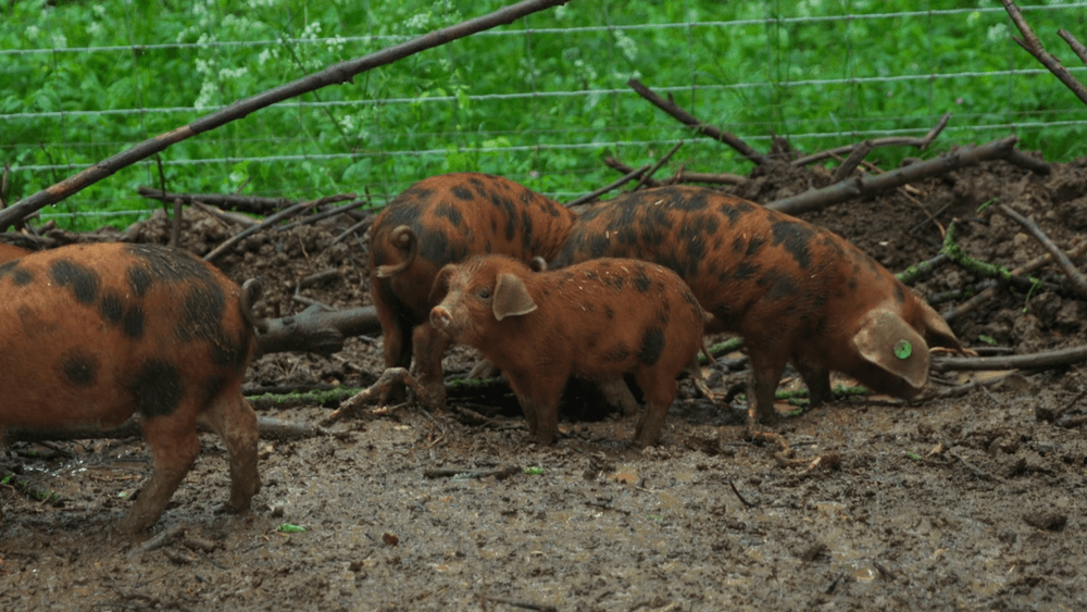 Clarkson's Farm: Richard Ham
