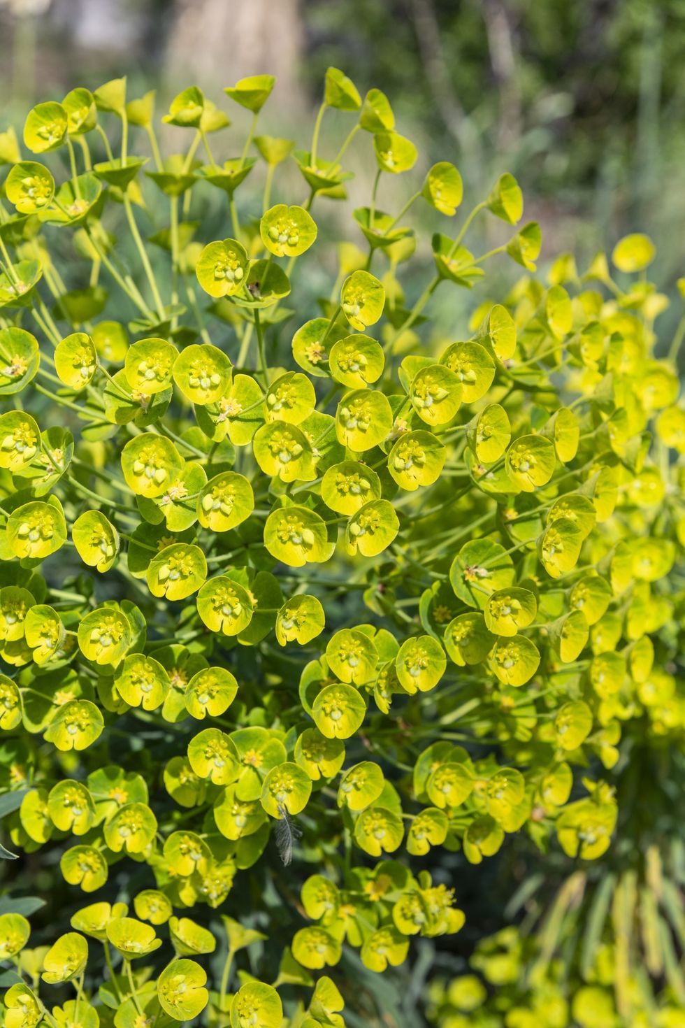Close-up of Euphorbia Wulfenii