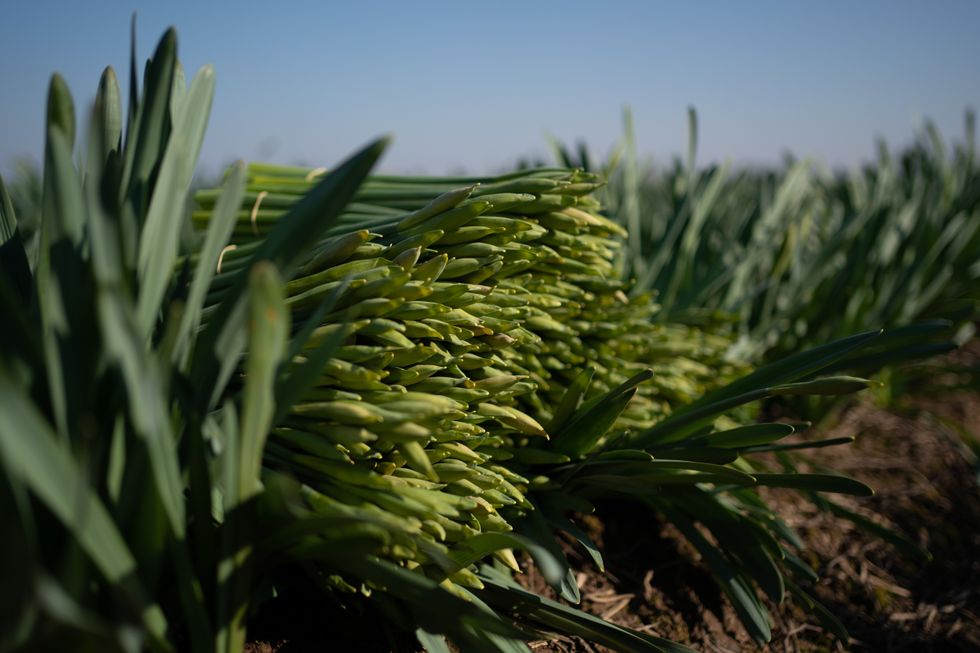 Closed bulb daffodils