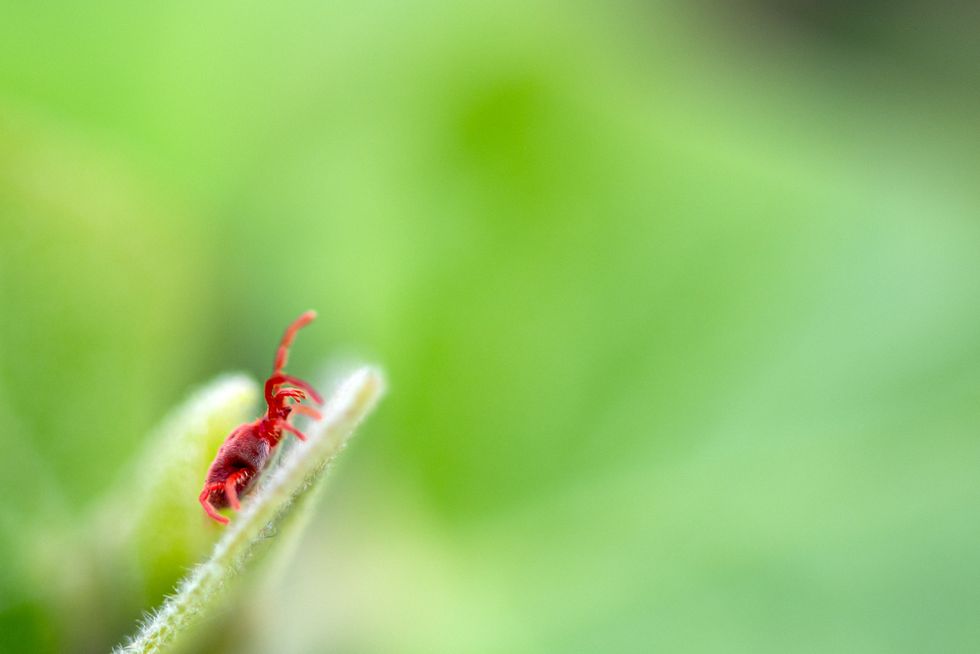Clover mite on leaves