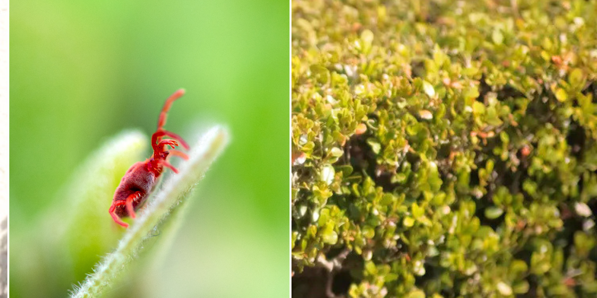 NextImg:How to banish clover mites from your garden and home - 'keeps them from feasting on your grass and plants'