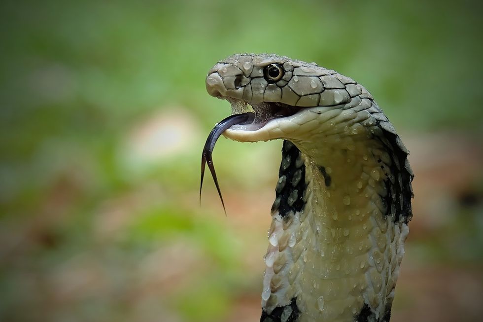 Cobra