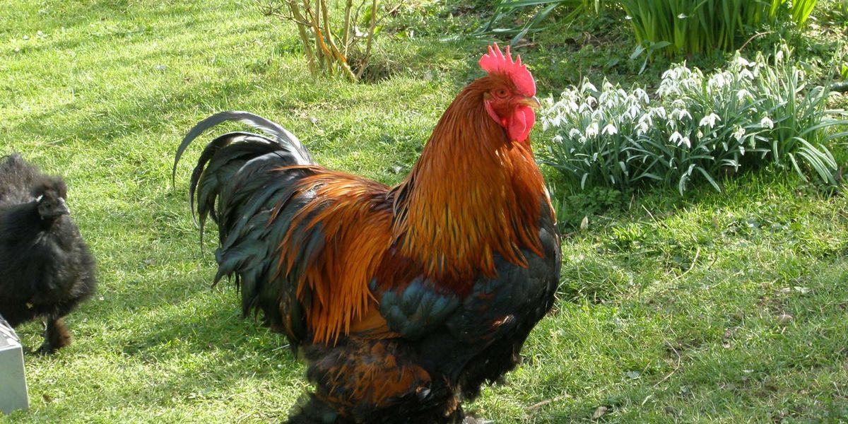 NextImg:Pensioner ordered to pay £4,000 over crowing cockerel that 'tortured' neighbours