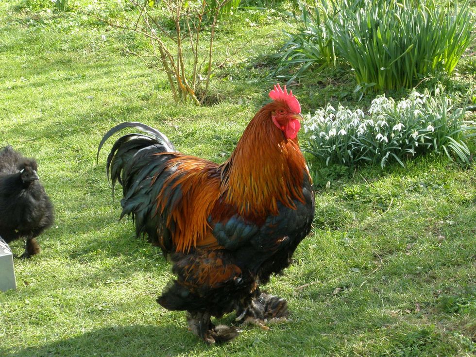 Cockerel (stock)