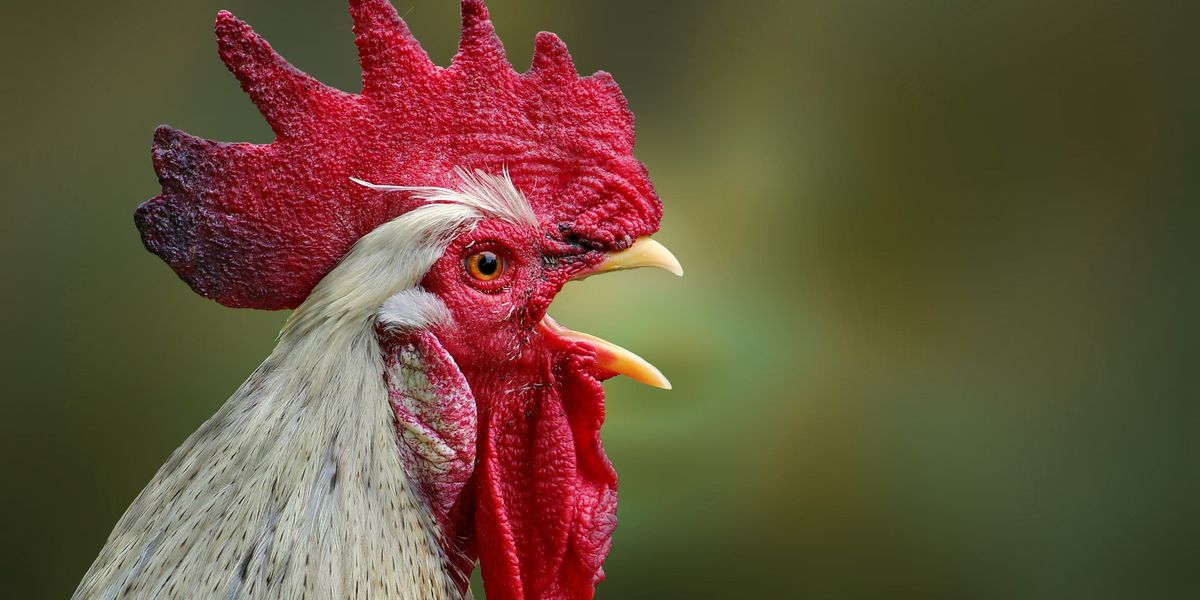 Neighbour row erupts in Norfolk as noisy cockerel owner threatened with ‘anti-social behaviour order’ Neighbour row erupts in Norfolk as noisy cockerel owner threatened with ‘anti-social behaviour order’