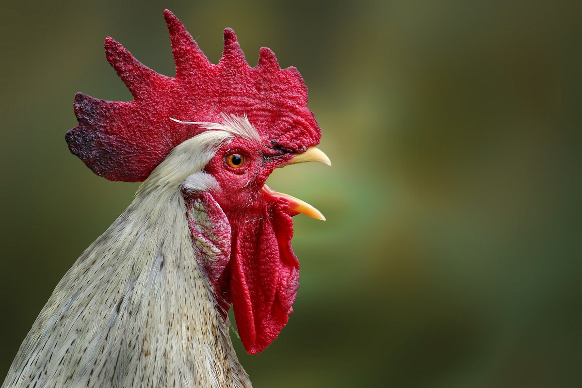 Cockerel