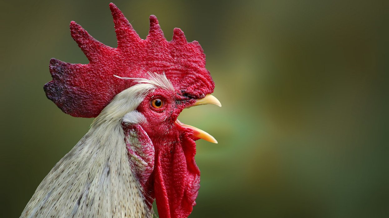 Cockerel