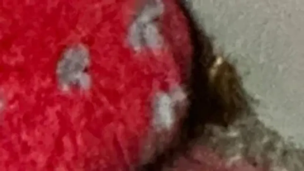 Cockroach on a London bus