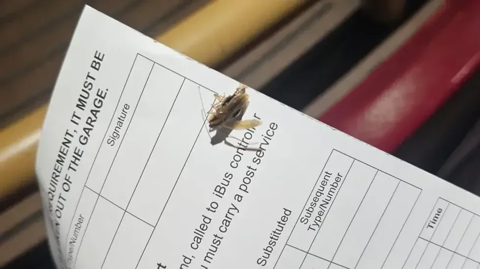 Cockroach on a London bus