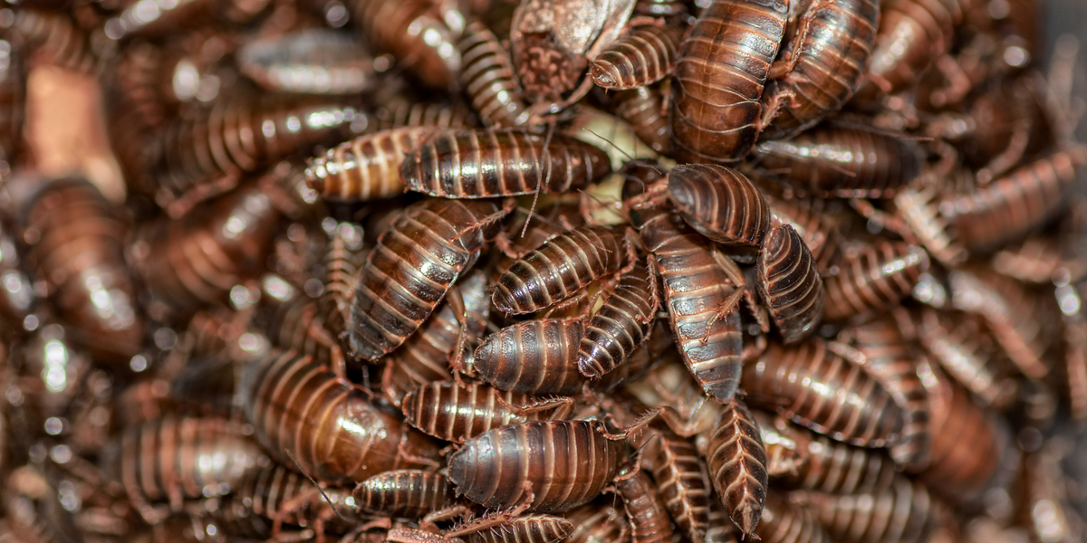 EasyJet holiday 'ruined' by cockroaches as family of four forced to contend with insect infestation