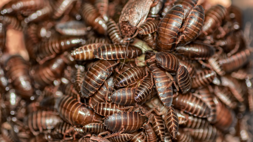 Cockroaches