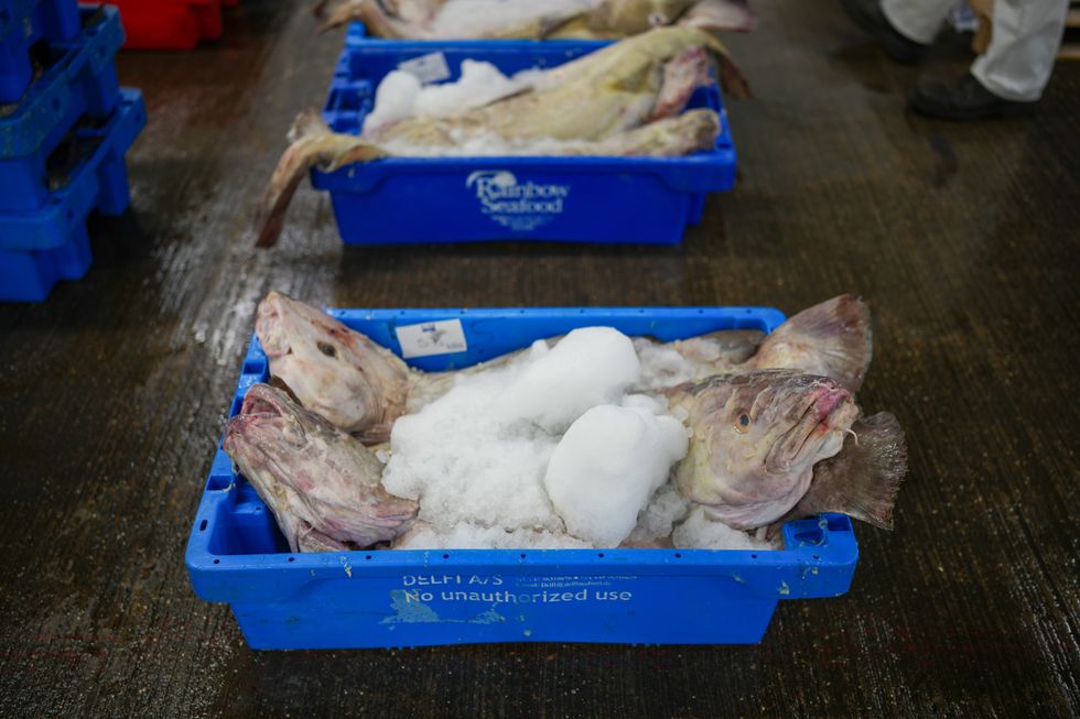 Cod at Grimsby Market