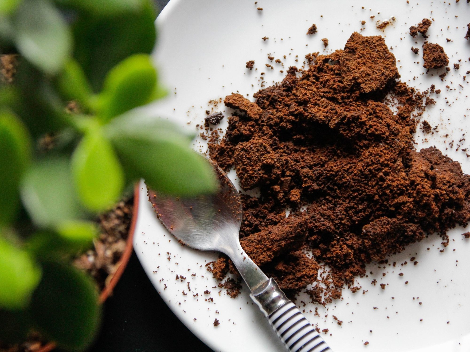 Coffee grounds next to plant