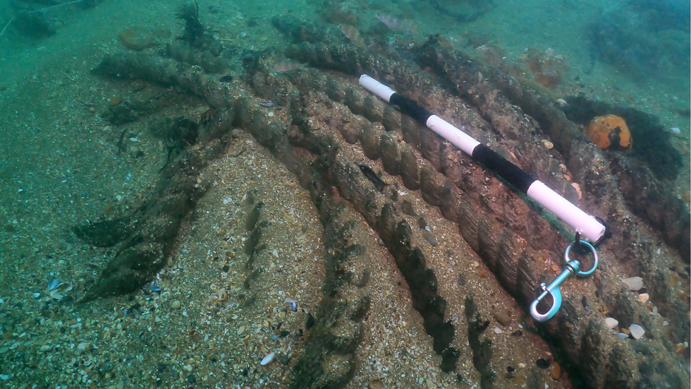Coil of cable lying on a deck from the Northumberland shipwreck.