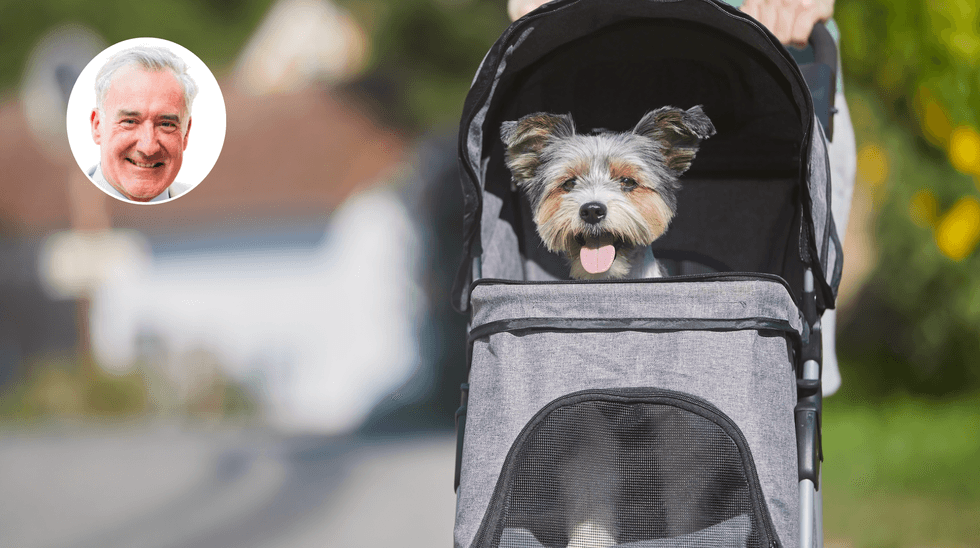 Colin Brazier (left), Dog in a pram (right)