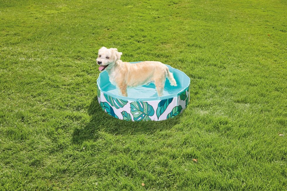Collapsible Pet Pool, Aldi's Pet Shop range