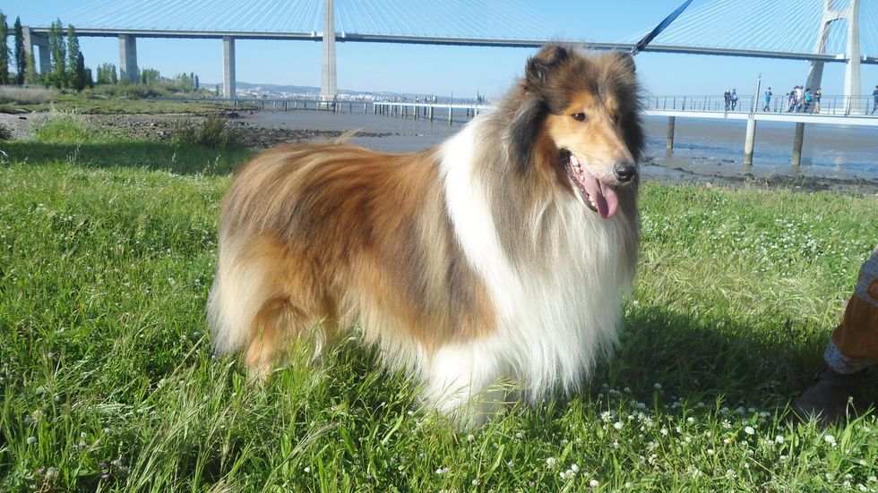 Collie dog