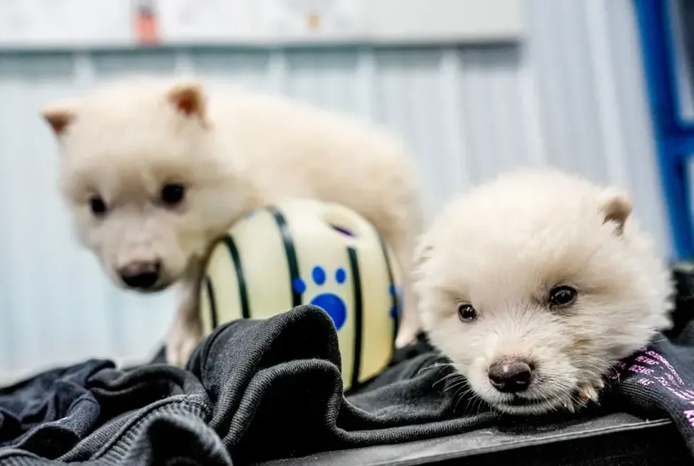 Colossal Sciences' dire wolf pups
