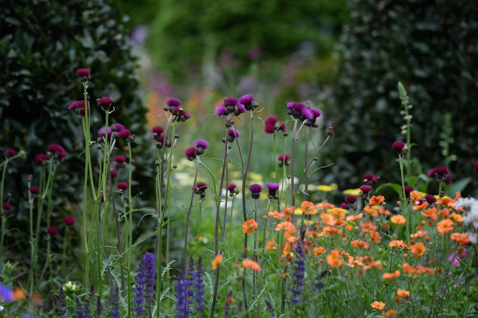 colourful flowers in garden